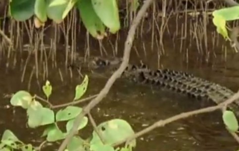 Любителям острых ощущений рекомендуется совершить путешествие по реке Дейнтри, которая буквально кишит крокодилами, достигающими девяти метров в длину