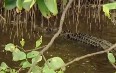 Daintree River Crocodiles Images