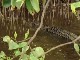 Daintree River Crocodiles (澳大利亚)