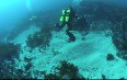 Diving in Shellharbour 写真