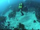Diving in Shellharbour (オーストラリア)