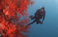 Diving in Whitsundays 写真