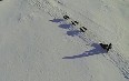 Dog Sledding in Spitsbergen 写真