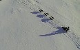 Dog Sledding in Spitsbergen 图片