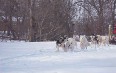 Собачья упряжка в Северной Дакоте Фото