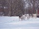 Собачья упряжка в Северной Дакоте (Соединённые Штаты Америки)