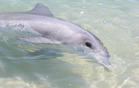  أستراليا:  
 
 Dolphins of Monkey Mia