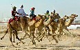 Dubai Camel Race Images