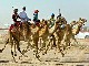 Верблюжьи скачки в Дубае (Объединенные Арабские Эмираты)