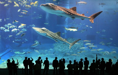  Dubai:  United Arab Emirates:  
 
 Dubai aquarium