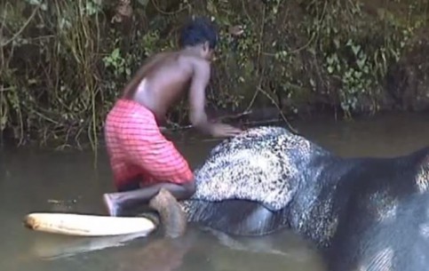  Коччи:  Керала:  Индия:  
 
 Купание слонов в Коччи