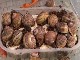 Escargots des Restanques (France)