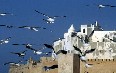 Essaouira Images