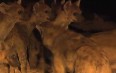 Feeding Hyenas in Ethiopia 写真