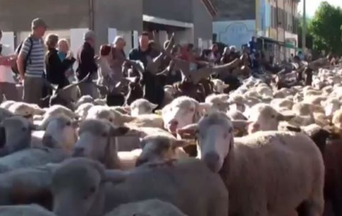  Drome:  France:  
 
 Festival of Moving Cattle in the Drome