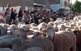 Festival of Moving Cattle in the Drome صور