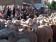 Festival of Moving Cattle in the Drome