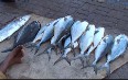 Fish market of Barka 图片