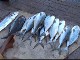 Рыбный рынок в Барке