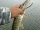 Рыбалка в низовьях Днепра