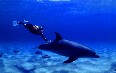 Flic en Flac Diving Images