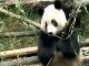 Гигантские панды в Чэнду