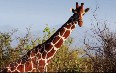 Giraffes in Meru National Park 图片