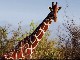 Giraffes in Meru National Park (كينيا)