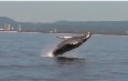Gold Coast Whale Watching Images