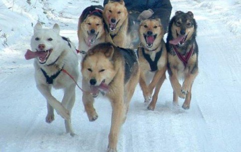  Greenland:  Denmark:  
 
 Greenlandic sled dogs