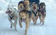 Greenlandic sled dogs 写真