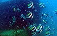 Hainan Diving  صور