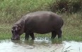 Hippos of Saint Lucia Images