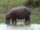 Hippos of Saint Lucia (جنوب_أفريقيا)
