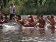  International Dragon Boat Race in Toronto (كندا)