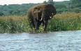 Сафари на реке Элефантес Фото