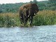 Jumbo River Safaris (جنوب_أفريقيا)
