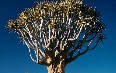 Keetmanshoop Quiver Tree Images