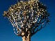 Keetmanshoop Quiver Tree