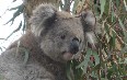 Koala Conservation Centre 写真
