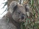 Koala Conservation Centre (أستراليا)