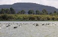 Lake Naivasha 写真