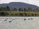 Lake Naivasha (كينيا)