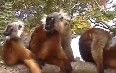 Lemurs of Nosy Komba صور