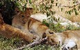 Семья львов в Масаи-Мара Фото