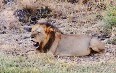 Львы в Национальном парке Меру Фото