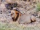 Lions in Meru National Park