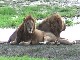 Lions of the Ngorongoro (تنزانيا)