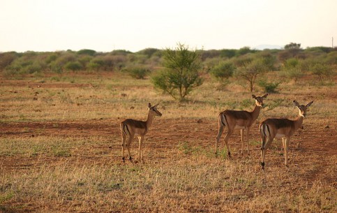  南アフリカ共和国:  
 
 Madikwe Game Reserve