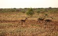 Madikwe Game Reserve Images